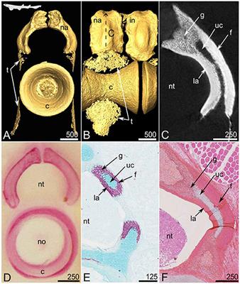 Diversity and Evolution of Mineralized Skeletal Tissues in Chondrichthyans